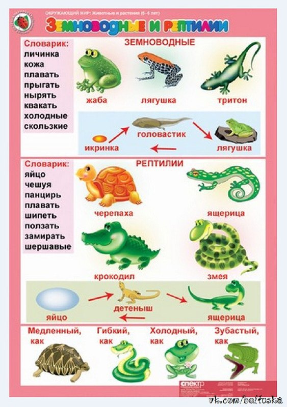 "Земноводные и рептилии"